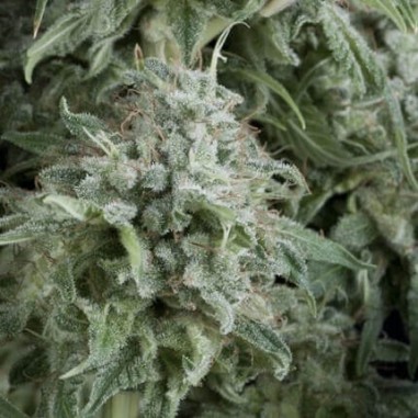 ANUBIS AUTO X5+2-PYRAMID SEEDS