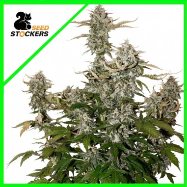 CANDY DAWG AUTO X3-SEEDSTOCKERS