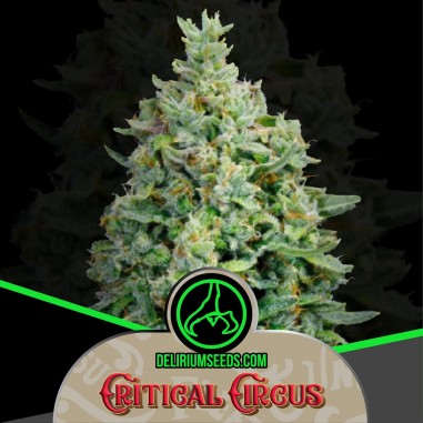 CRITICAL CIRCUS AUTO X1-DELIRIUM SEEDS