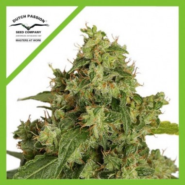 XTREME AUTO X3-DUTCH PASSION